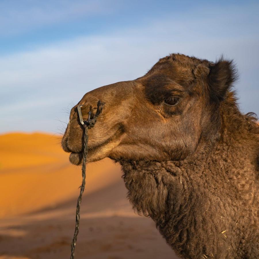 Authentic Desert Luxury Camp 梅尔祖卡 外观 照片